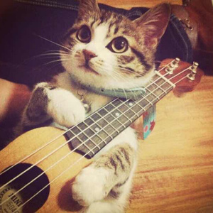 智能网络小鲤导航
